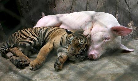 Hổ con và chú lợn nằm chung một chuồng.